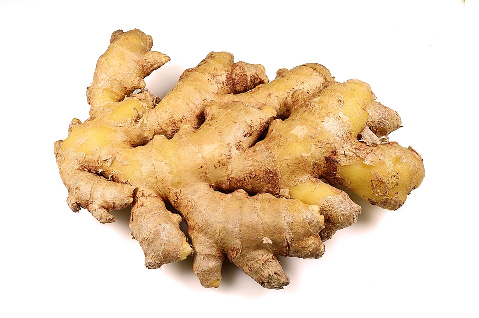 Photograph of a ginger rhizome, the botanical source of ginger extract.