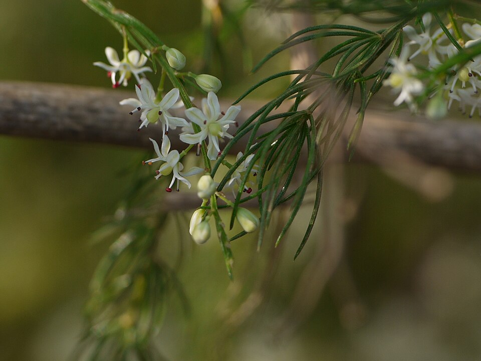 Photograph of the flowering Asparagus racemosus plant; the extract itself is not shown.